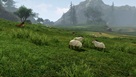 Архейдж: овцы на лугу